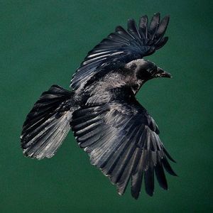 Meet your Posher, Joshua